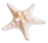Sea Star image